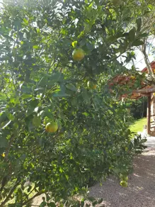 Imagem 3 - Sítio em CASA DA PEDRA, Canelinha - SC
