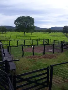 Imagem 4 - Fazenda em Setor Central, São Salvador do Tocantins - TO