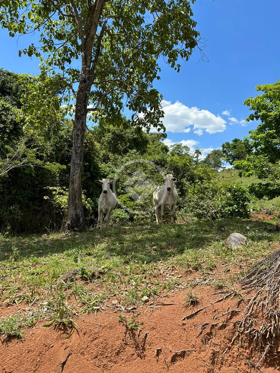 Image 14 - Fazenda em Fazenda Três Barras, Barro Alto - GO