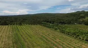 Sítio Área Rural de Piracanjuba, Piracanjuba - GO — foto 1