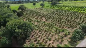 Sítio Área Rural de Piracanjuba, Piracanjuba - GO — foto 2