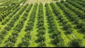 Imagem 2 - Sítio em Área Rural de Piracanjuba, Piracanjuba - GO