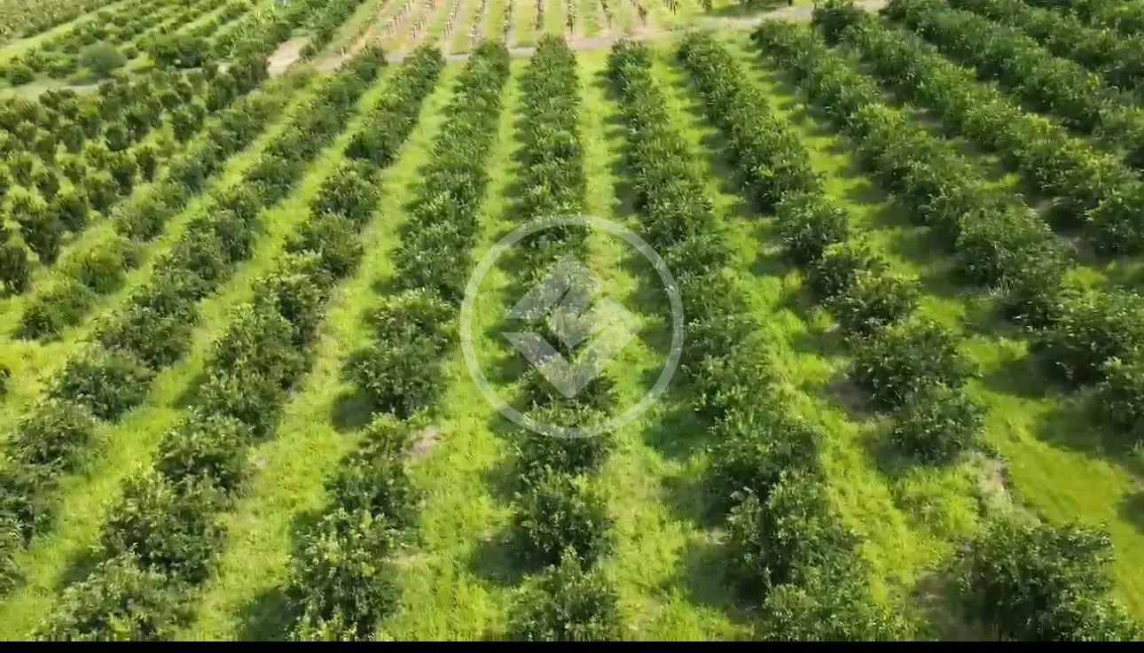Image 3 - Sítio em Área Rural de Piracanjuba, Piracanjuba - GO