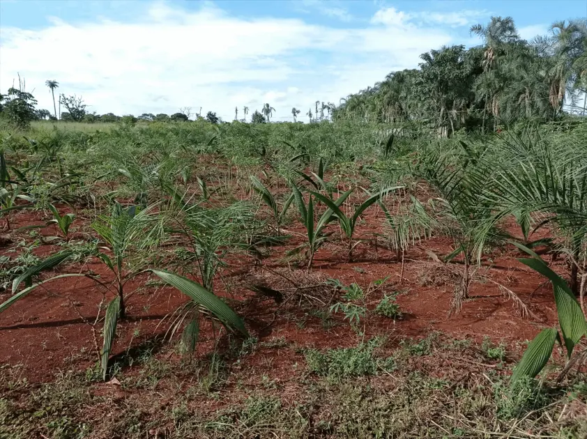 Imagem 4 - Chácara em Chácaras São Pedro, Aparecida de Goiânia - GO