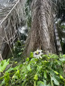 Imagem 6 - Casa Condomínio em Chácara Malota, Jundiaí - SP