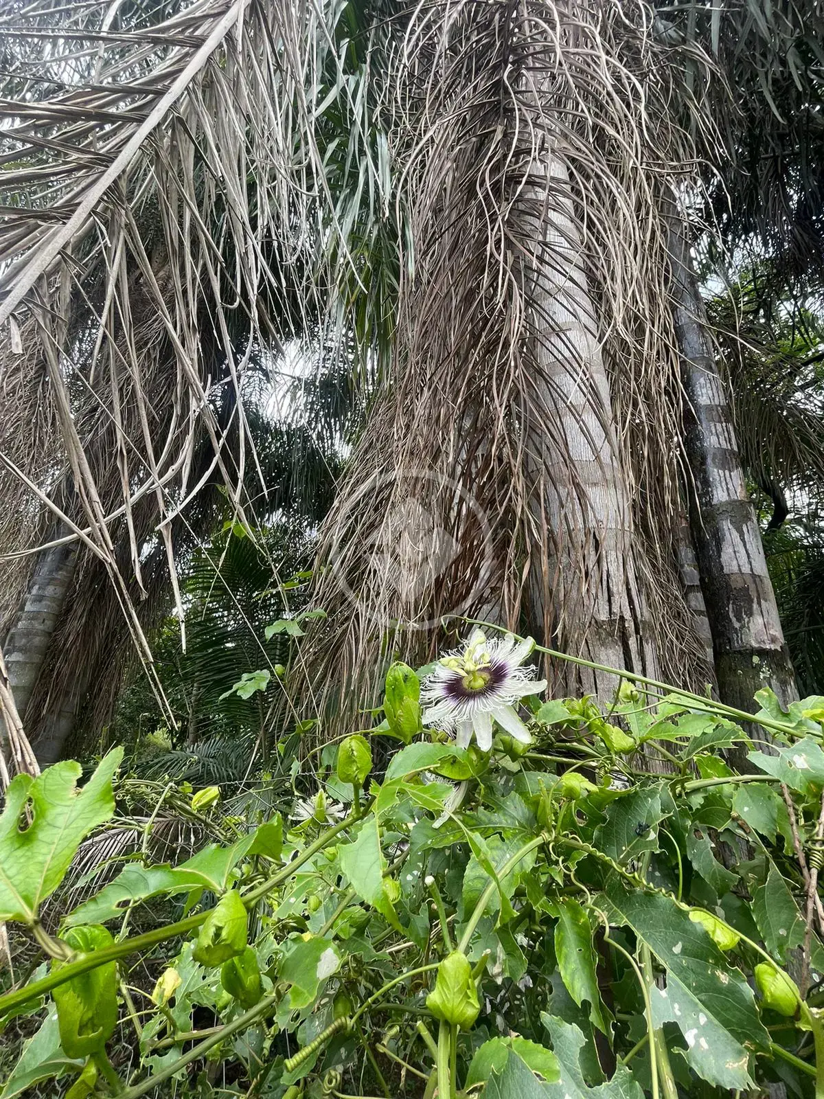 Imagem 6 - Casa Condomínio em Chácara Malota, Jundiaí - SP