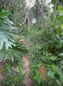 Imagem 6 - Chácara em Jardim Maria, Campo Limpo Paulista - SP