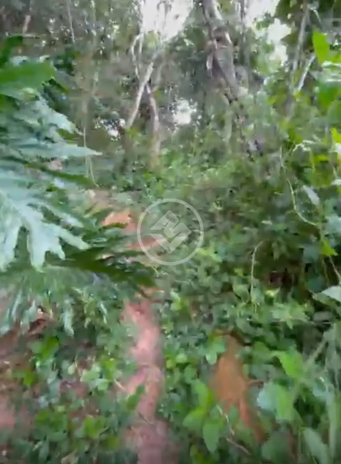Imagem 6 - Chácara em Jardim Maria, Campo Limpo Paulista - SP