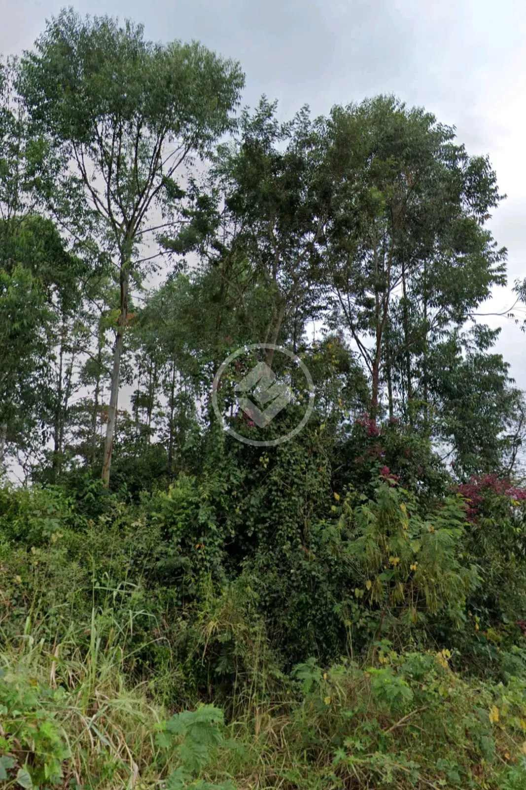 Imagem 3 - Terreno em Shalimar, Lagoa Santa - MG