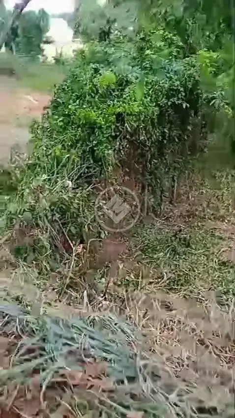 Image 11 - Terreno Condomínio em Angicos, Vespasiano - MG