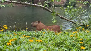 Terreno Condomínio Condados da Lagoa, Lagoa Santa - MG — foto 2