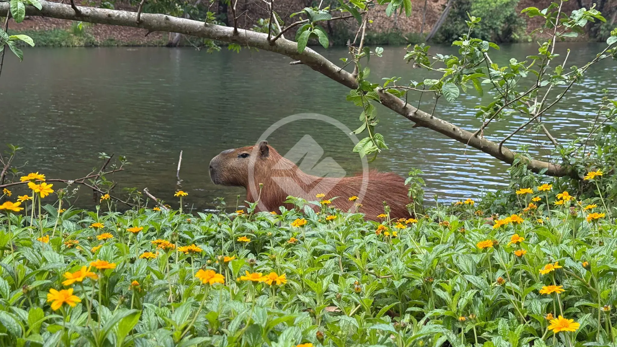 Imagem 1 - Terreno Condomínio em Condados da Lagoa, Lagoa Santa - MG