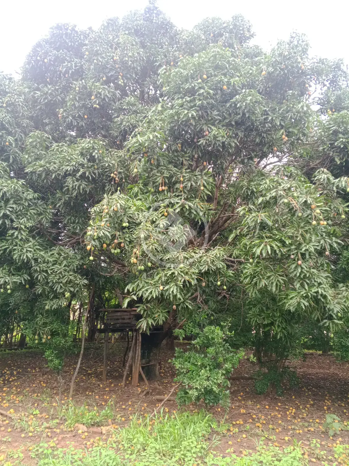 Image 41 - Casa em Sobradinho, Lagoa Santa - MG