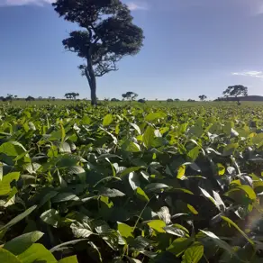 Fazenda Mambaí, Mambaí - GO — foto 2