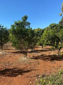 Imagem 4 - Fazenda em Quinta do Sumidouro, Pedro Leopoldo - MG
