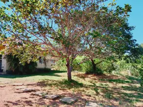 Imagem 6 - Sítio em Centro, Jaboticatubas - MG