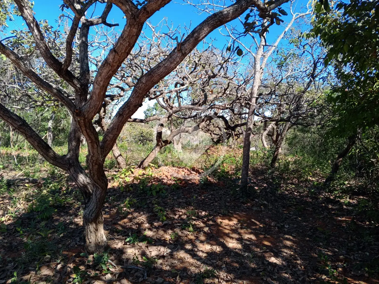 Imagem 3 - Terreno em Recanto da Lagoa, Lagoa Santa - MG