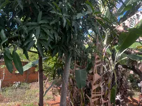 Imagem 4 - Terreno em Lundcea, Lagoa Santa - MG
