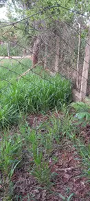 Imagem 3 - Terreno Condomínio em Jardim Imperial, Jaboticatubas - MG