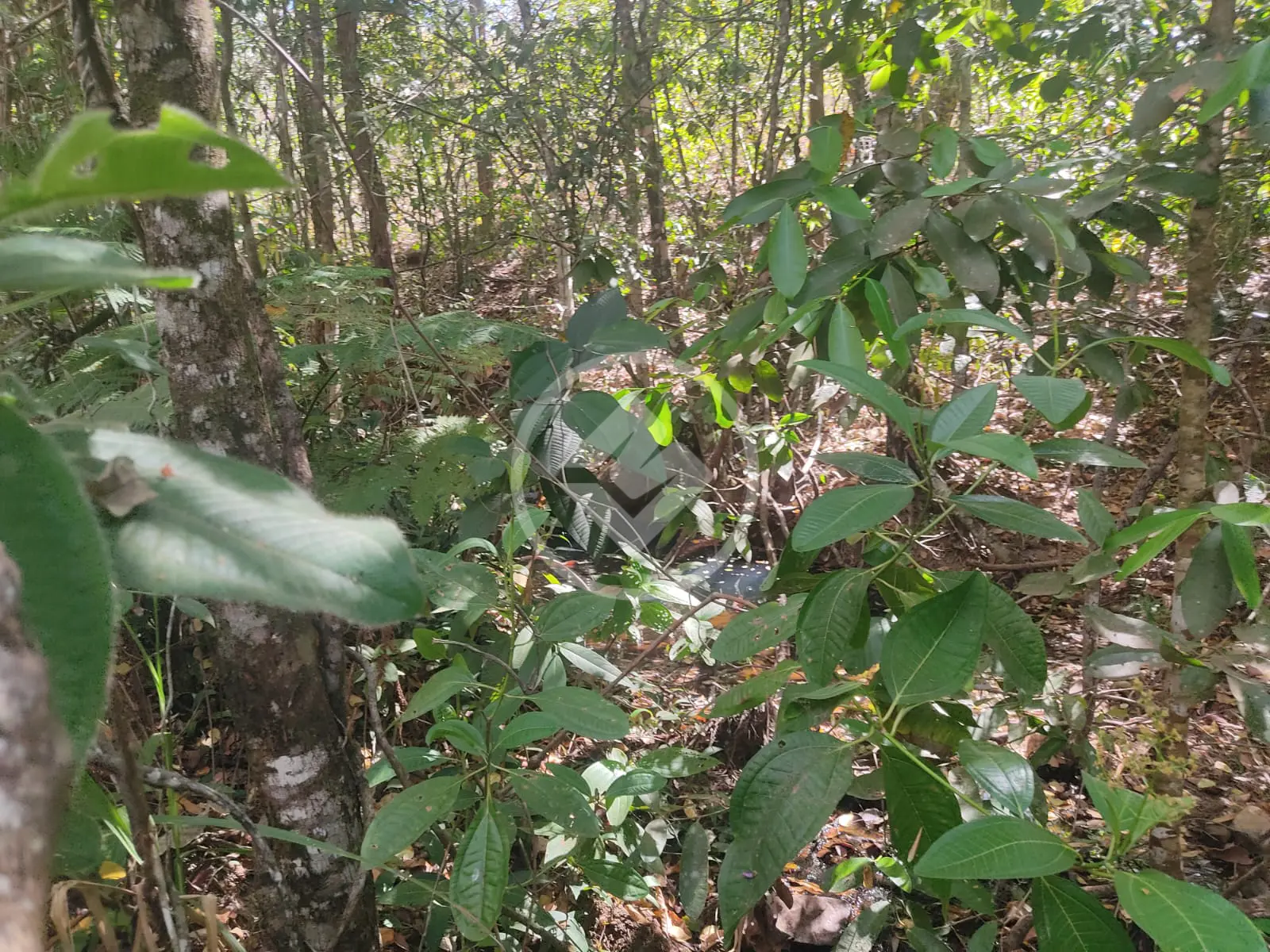 Imagem 2 - Fazenda em Centro, Pirenópolis - GO