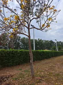 Imagem 3 - Terreno Condomínio em Sítio de Recreio Paraíso Tropical, Goiânia - GO