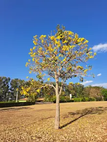 Imagem 6 - Terreno Condomínio em Sítio de Recreio Paraíso Tropical, Goiânia - GO