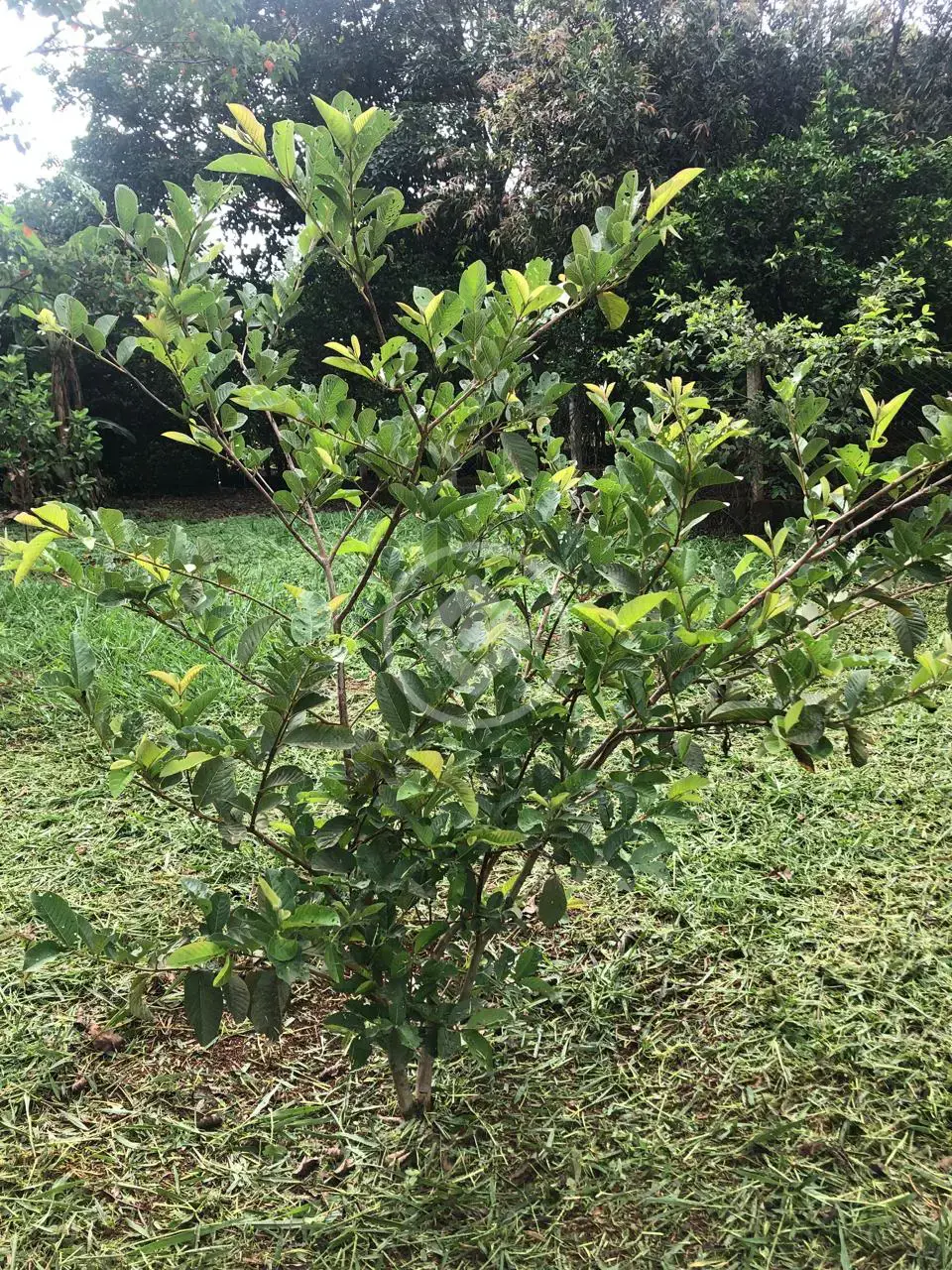 Image 20 - Terreno Condomínio em Sítio de Recreio Paraíso Tropical, Goiânia - GO