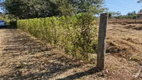 Imagem 4 - Terreno em Condomínio de Chácaras Galiléia, Trindade - GO