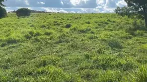 Fazenda Centro, Ivolândia - GO — foto 2