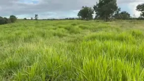 Imagem 5 - Fazenda em Centro, Ivolândia - GO