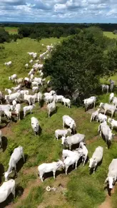 Fazenda , Dois Irmãos do Tocantins - TO — foto 2