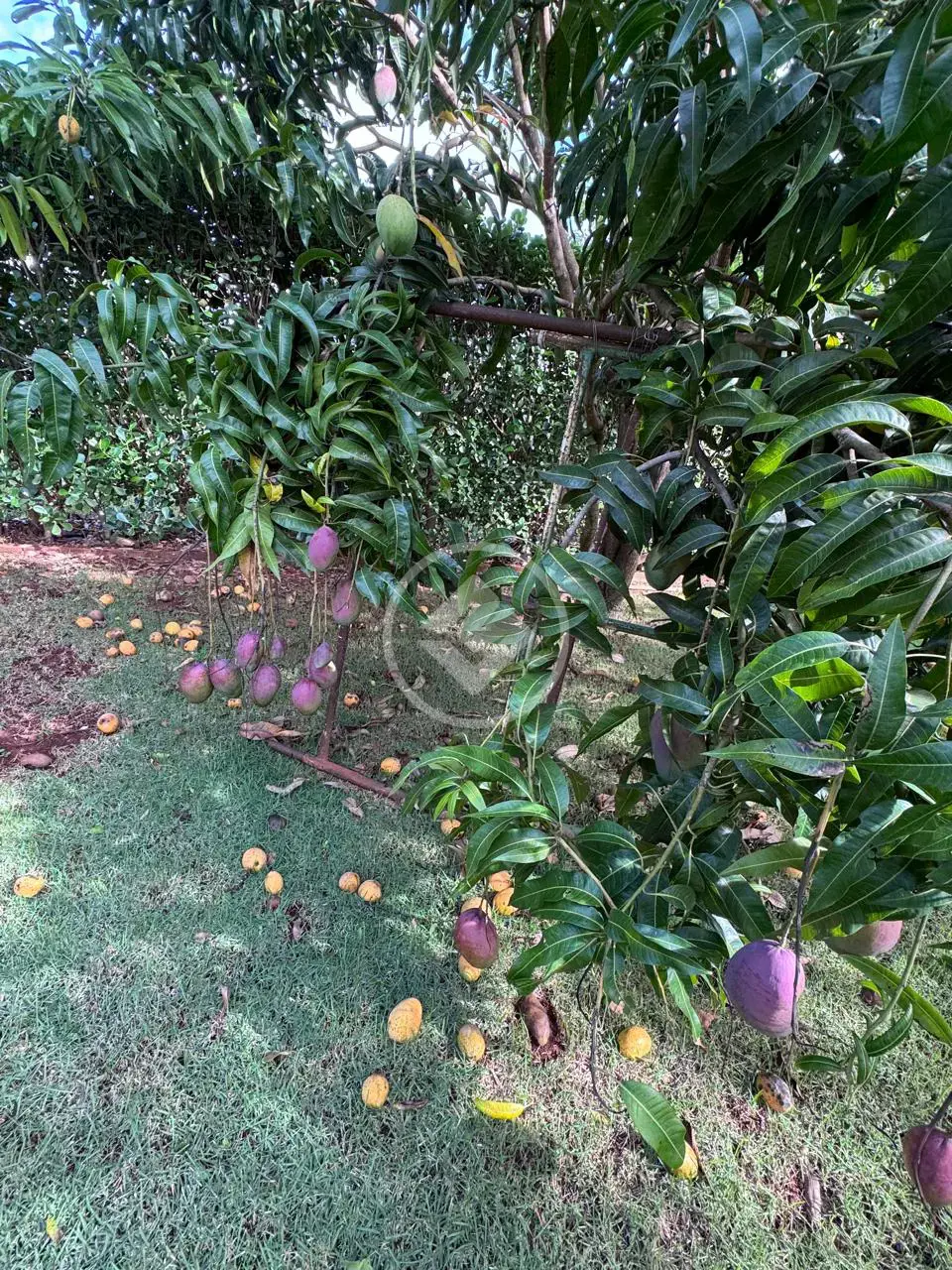 TERRENO CONDOMÍNIO · Condomínio Alto da Boa Vista — foto 4