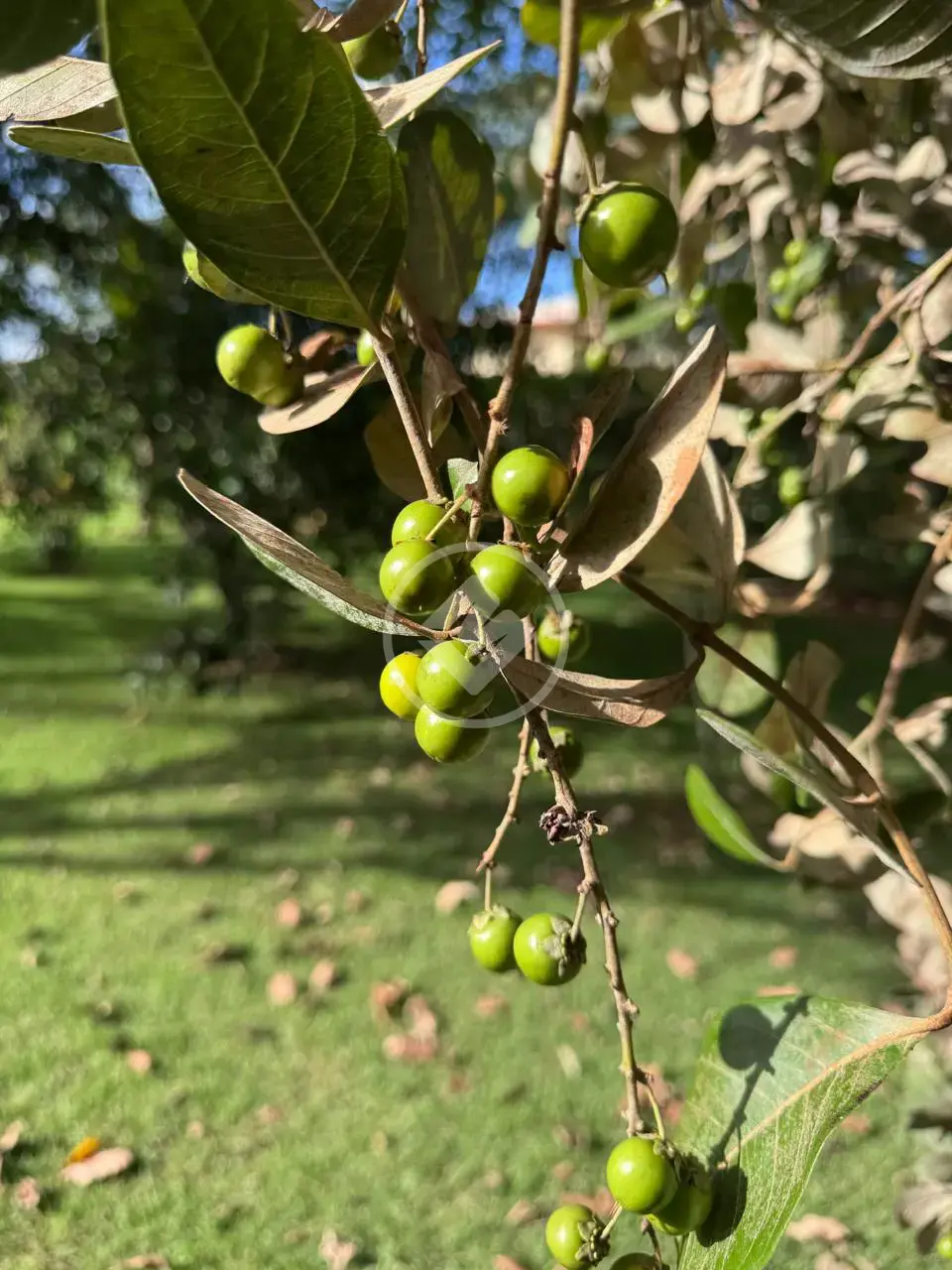 TERRENO CONDOMÍNIO · Condomínio Alto da Boa Vista — foto 3