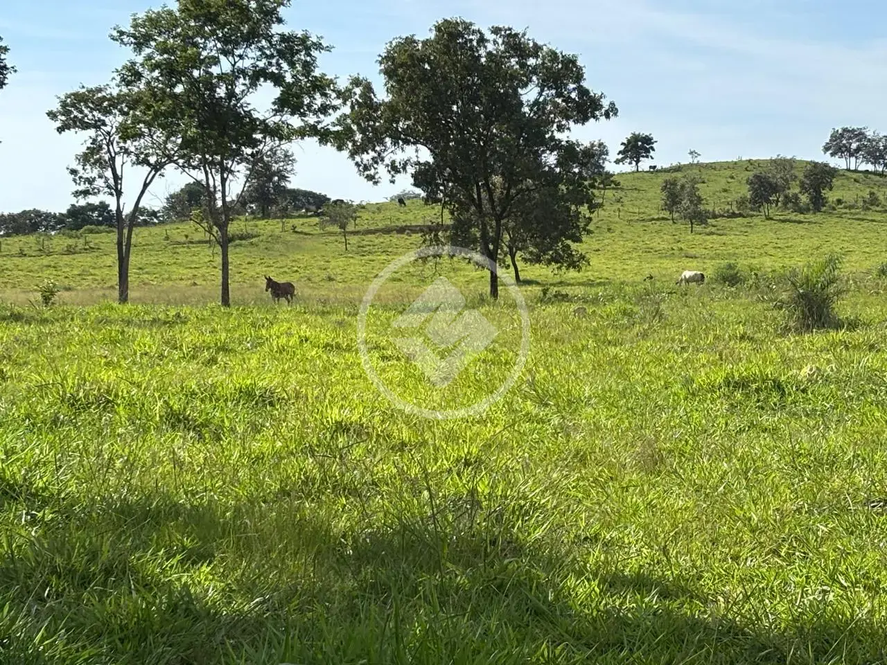 Fazenda a 5 km de Ivolândia-GO – 38 Alqueires prontos para produção — foto 5