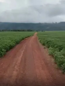 Fazenda null, Santa Rita do Tocantins - TO — foto 2