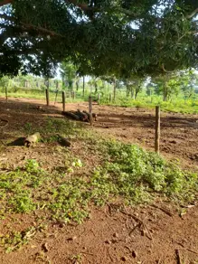 Fazenda Conceição do Araguaia, Conceição do Araguaia - PA — foto 2