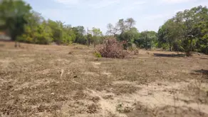 Fazenda Banhado mineiro, Palmeirante - TO — foto 2