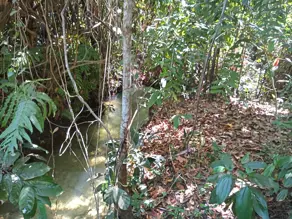 Imagem 2 - Fazenda em Banhado mineiro, Palmeirante - TO