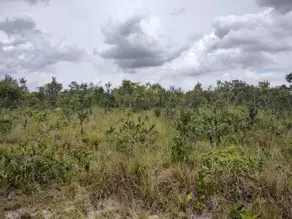Imagem 4 - Fazenda em Banhado mineiro, Palmeirante - TO
