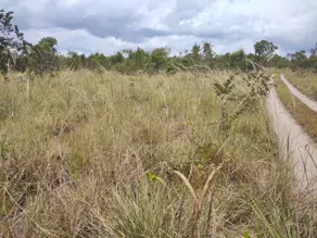 Imagem 5 - Fazenda em Banhado mineiro, Palmeirante - TO