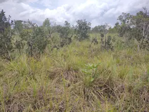 Imagem 6 - Fazenda em Banhado mineiro, Palmeirante - TO