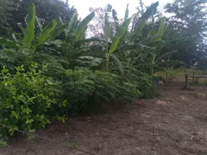 Fazenda Natividade, Natividade - TO — foto 2