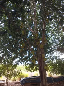 Imagem 6 - Chácara em Área Rural de Palmas, Palmas - TO