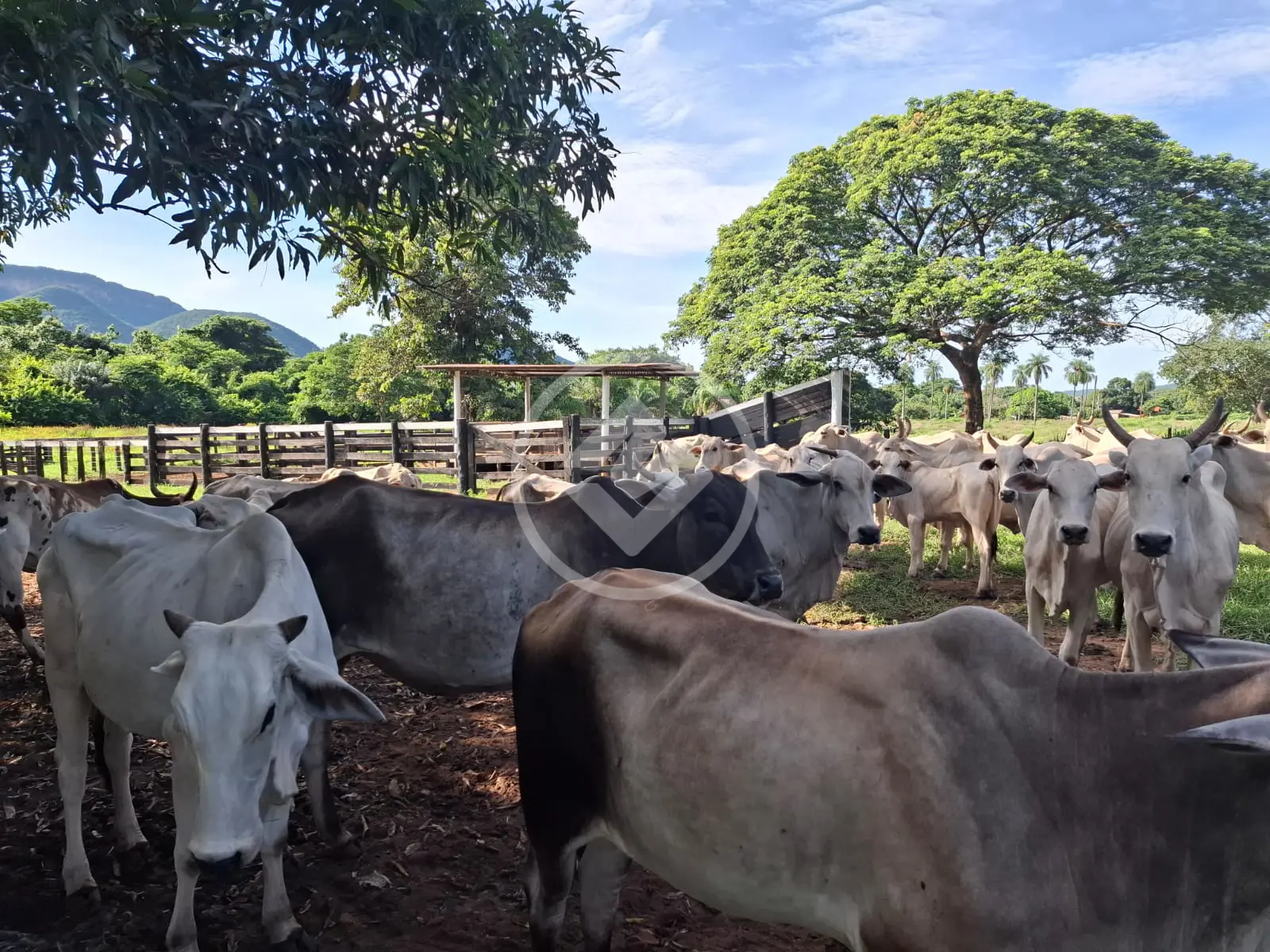 Image 19 - Fazenda em Olhos D Agua, Cáceres - MT