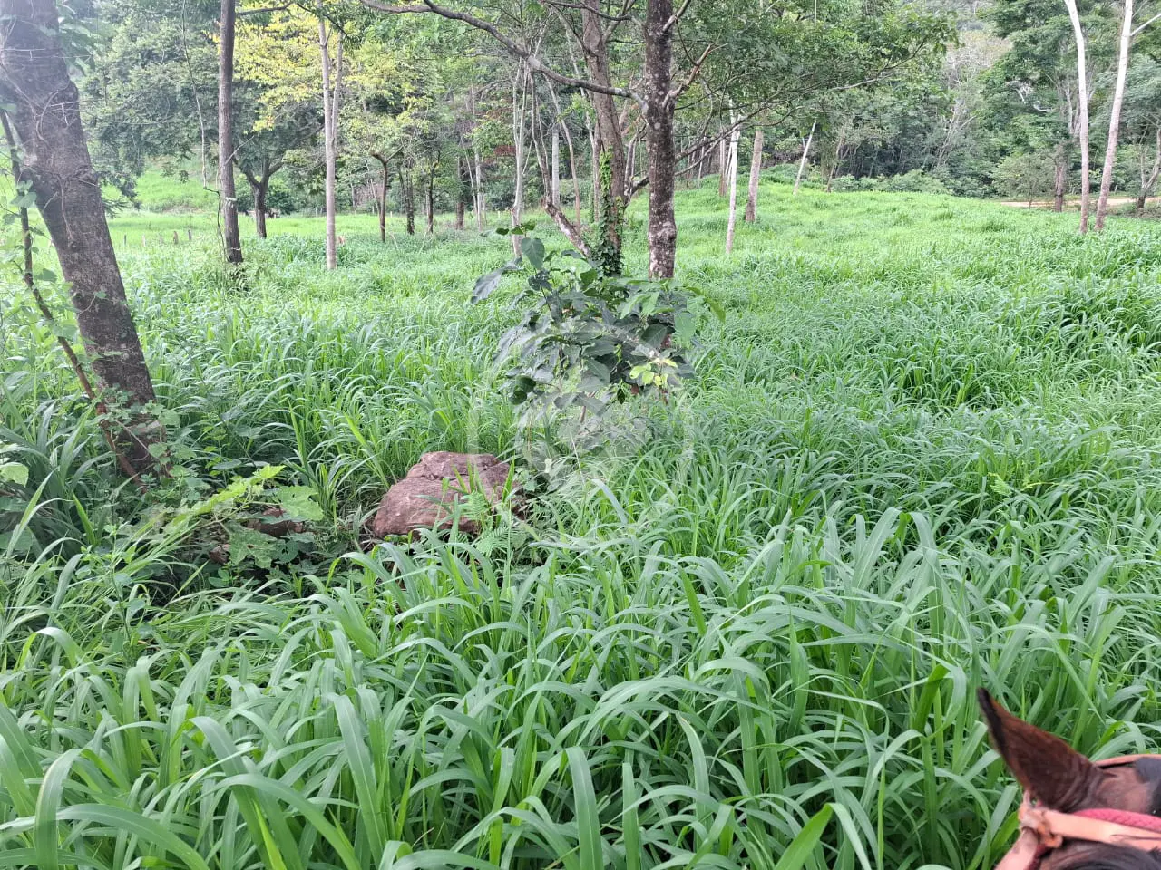 Imagem 3 - Fazenda em ZONA RURAL, Cáceres - MT