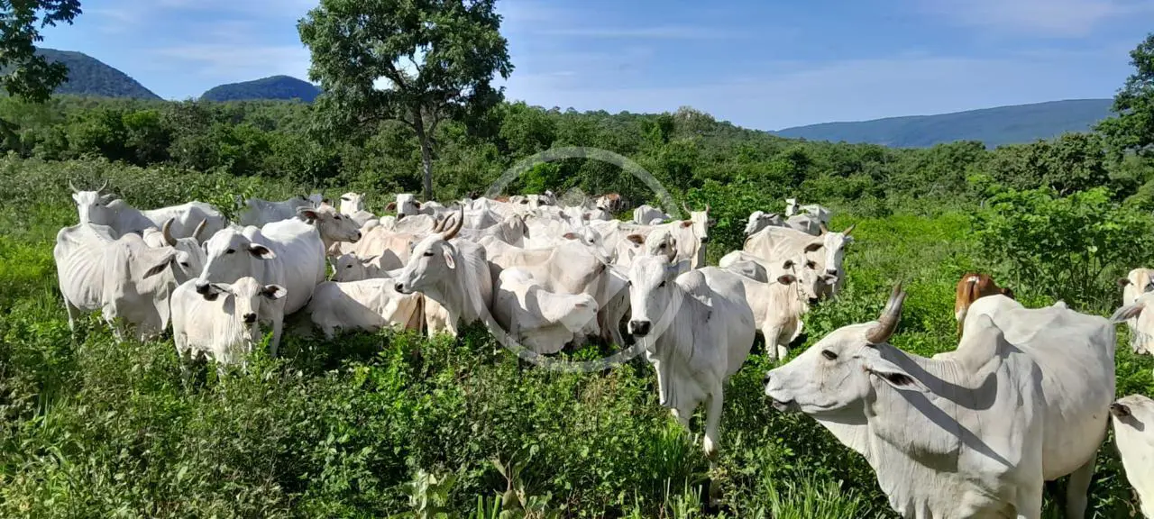 Imagem 1 - Fazenda em Olhos D Agua, Cáceres - MT