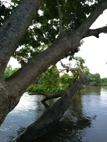 Imagem 3 - Chácara em Garcez, Cáceres - MT