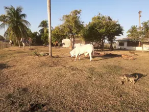 Imagem 2 - Fazenda em ZONA RURAL, Cáceres - MT