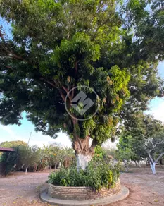 Imagem 4 - Chácara em Santa Cruz, Cáceres - MT