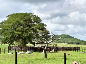Fazenda Olhos D Agua, Cáceres - MT — foto 2